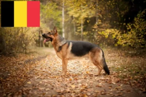 Read more about the article Hodowcy psów pasterskich i szczenięta w Belgia