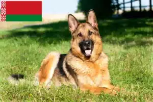 Read more about the article Hodowcy psów pasterskich i szczenięta w Białoruś