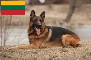 Read more about the article Hodowcy psów pasterskich i szczenięta na Litwie