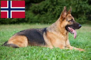 Read more about the article Hodowcy psów pasterskich i szczenięta w Norwegia