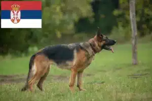 Read more about the article Hodowcy psów pasterskich i szczenięta w Serbia