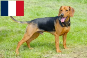 Read more about the article Hodowcy psów gończych serbskich i szczenięta w Francja