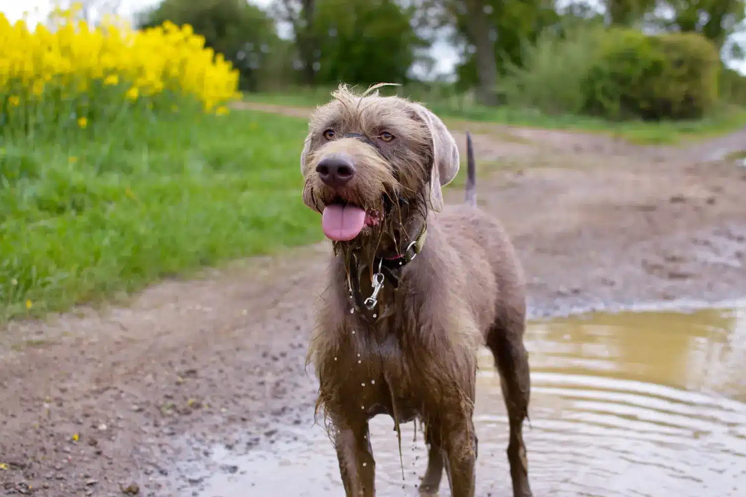 Słowackie szczenięta i hodowcy wyżłów szorstkowłosych Tutaj możesz znaleźć hodowców Slovakian Wirehaired Pointer near you.
