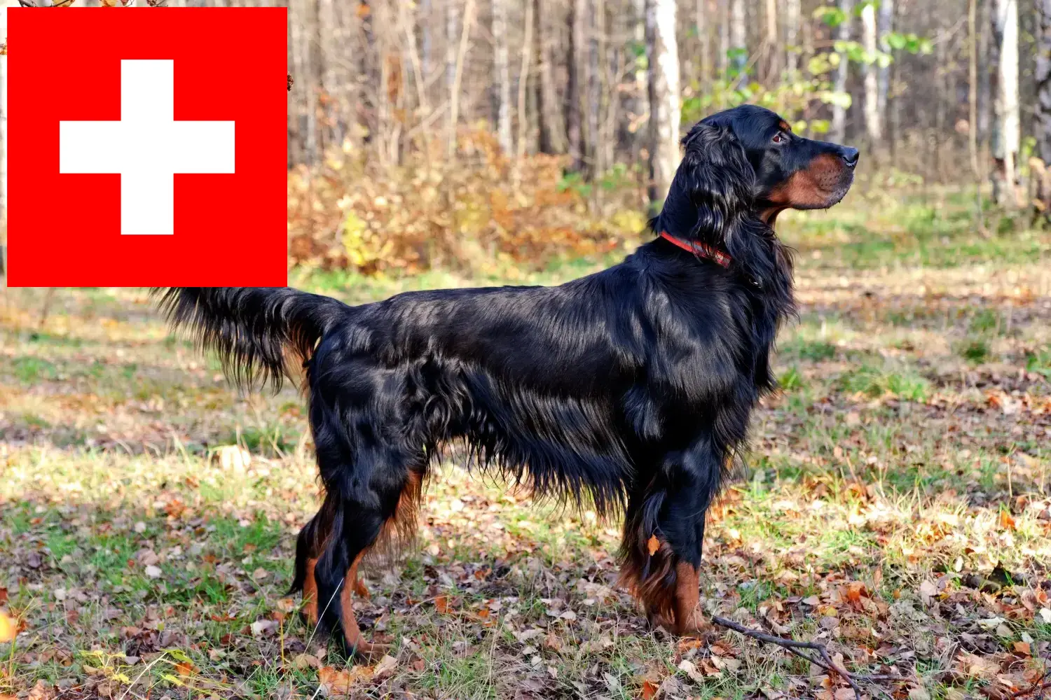 Gordon seter szczenięta i hodowcy Szwajcaria Tutaj znajdziesz hodowców rasy Gordon seter w Szwajcaria.
