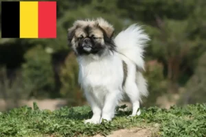 Read more about the article Hodowcy i szczenięta spaniel tybetański w Belgia