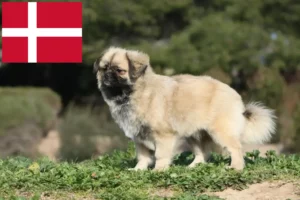 Read more about the article Hodowcy i szczenięta spaniel tybetański w Dania