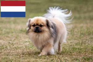 Read more about the article Hodowcy i szczenięta spaniel tybetański w Holandia