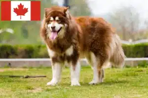 Read more about the article Hodowcy i szczenięta Alaskan malamute w Kanada