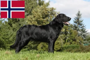 Read more about the article Hodowcy i szczenięta Flat Coated Retriever w Norwegia