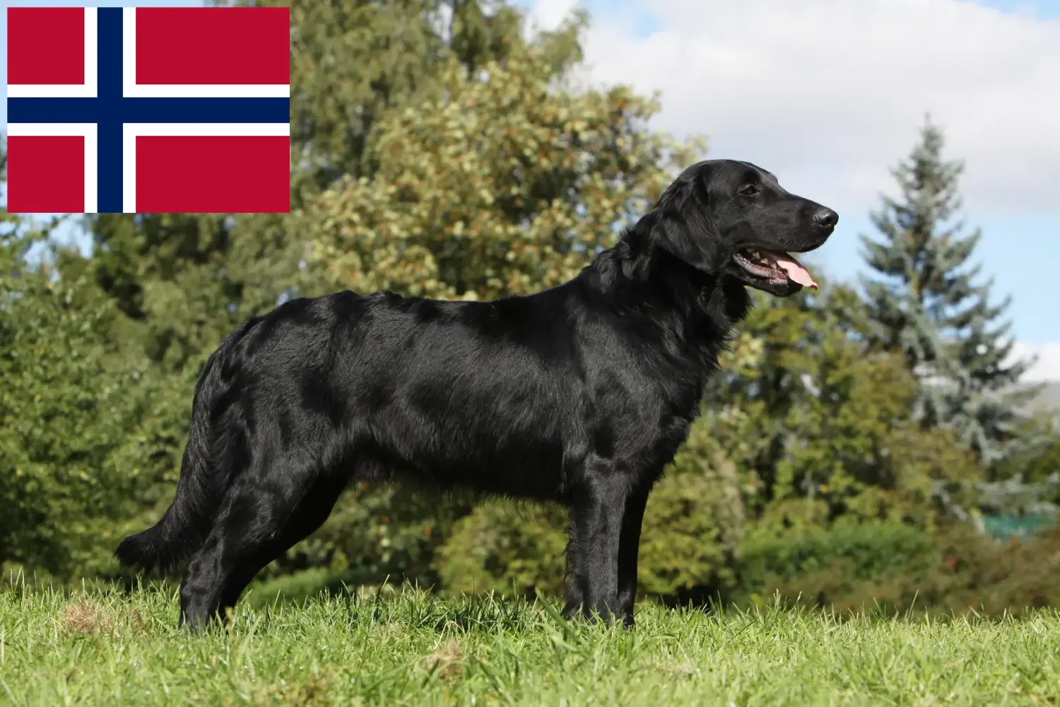 Szczeniaki rasy Flat Coated Retriever i hodowcy Norwegia Tutaj możesz znaleźć hodowców Flat coated retriever w Norwegia.