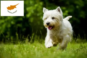 Read more about the article Hodowcy i szczenięta westie w Cypr