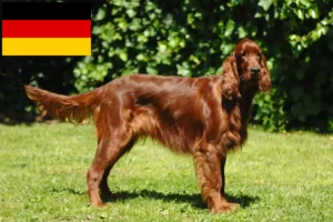 Read more about the article Hodowcy i szczenięta seter irlandzki czerwony w Niemcy