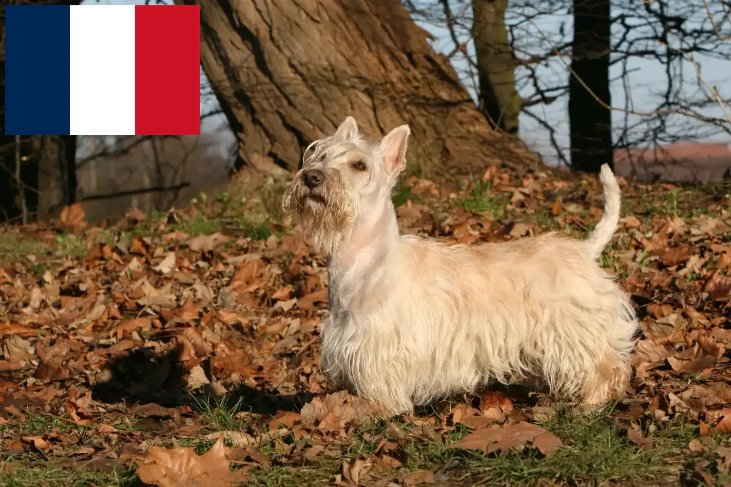 Terier szkocki szczenięta i hodowcy Francja Tutaj znajdziesz hodowców terierów szkockich w Francja.