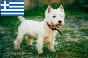 Read more about the article Hodowcy i szczenięta westie w Grecja