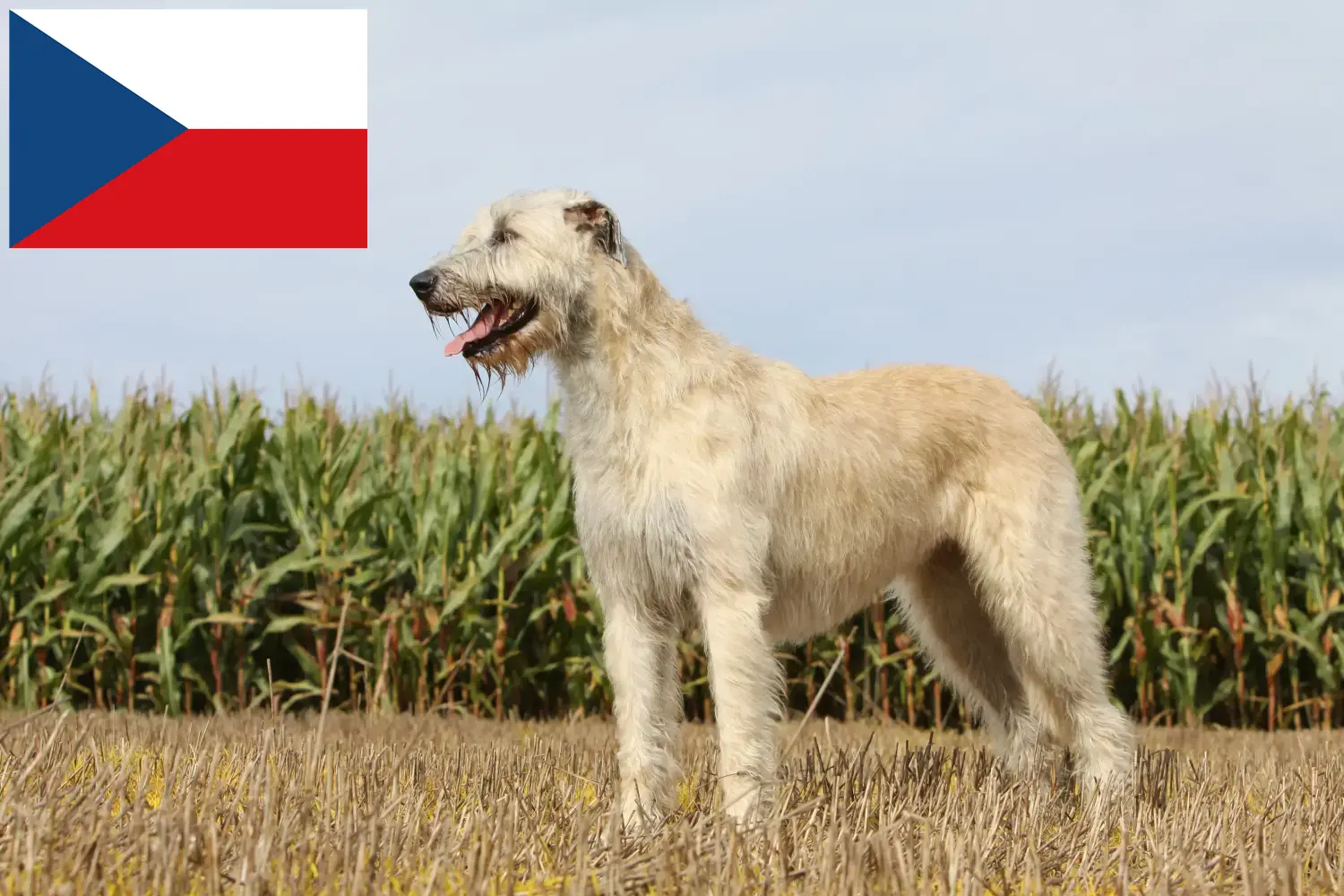 Wilczarz irlandzki szczenięta i hodowcy Republika Czeska Znajdź hodowców wilczarzy irlandzkich w Czechy.