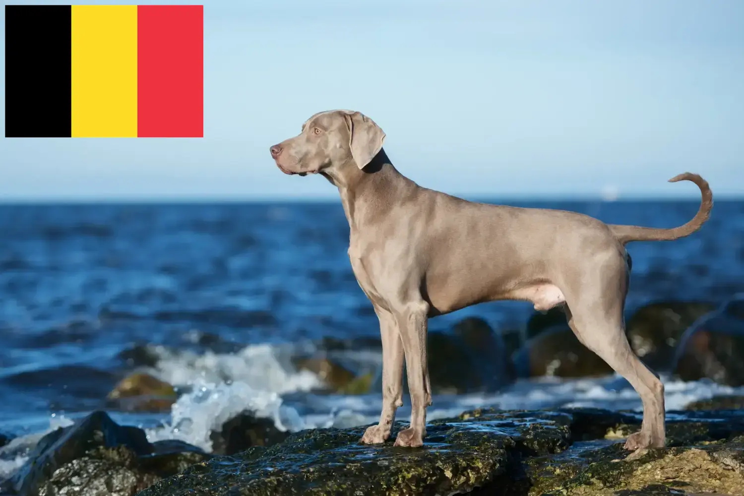 Szczeniaki i hodowcy weimarów Belgia Tutaj znajdziesz hodowców weimarów w Belgia.