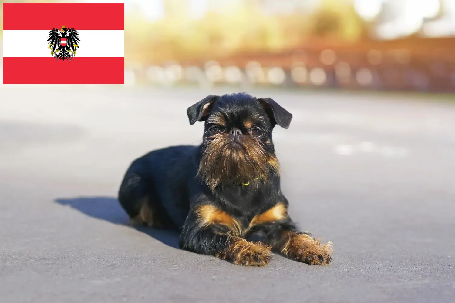 Gryfon belgijski karłowaty szczenięta i hodowcy Austria Tutaj znajdziesz hodowców rasy Gryfon belgijski karłowaty w Austria.