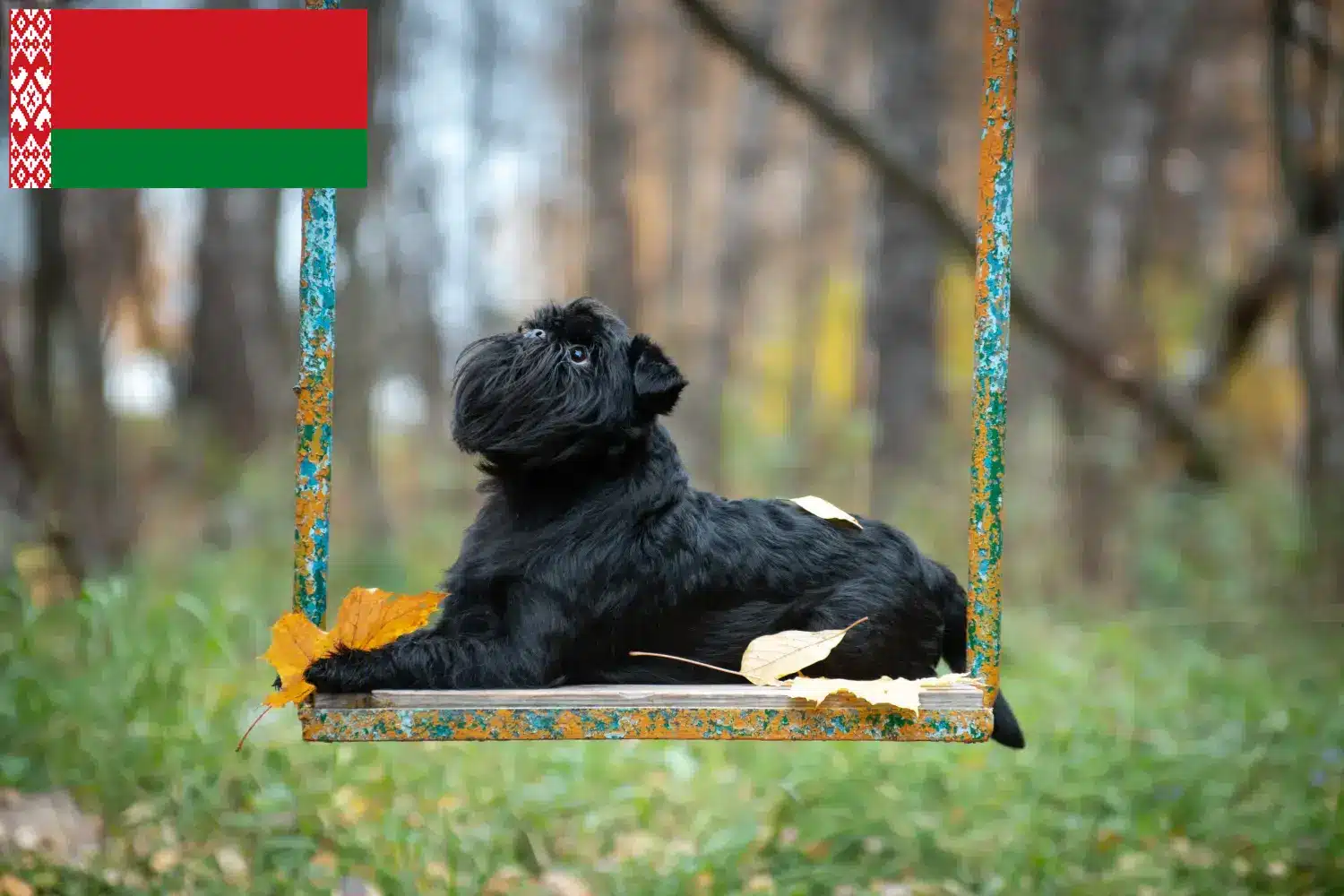 Gryfon belgijski karłowaty szczenięta i hodowca Białoruś Tutaj znajdziesz hodowców rasy Gryfon belgijski karłowaty w Białoruś.
