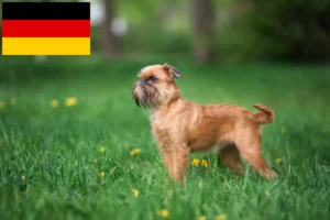 Read more about the article Hodowcy i szczenięta Gryfon belgijski karłowaty w Niemcy