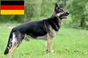 Read more about the article Hodowca owczarków wschodnioeuropejskich i szczenięta w Niemczech