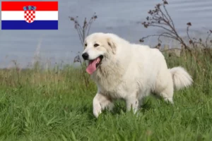 Read more about the article Hodowca pirenejskich psów górskich i szczenięta w Chorwacji