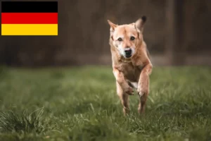 Read more about the article Hodowcy psów kananejskich i szczenięta w Niemczech
