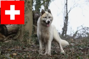 Read more about the article Hodowcy psów grenlandzkich i szczenięta w Szwajcaria