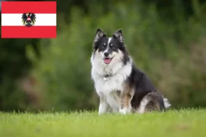 Read more about the article Islandzcy hodowcy psów i szczenięta w Austria