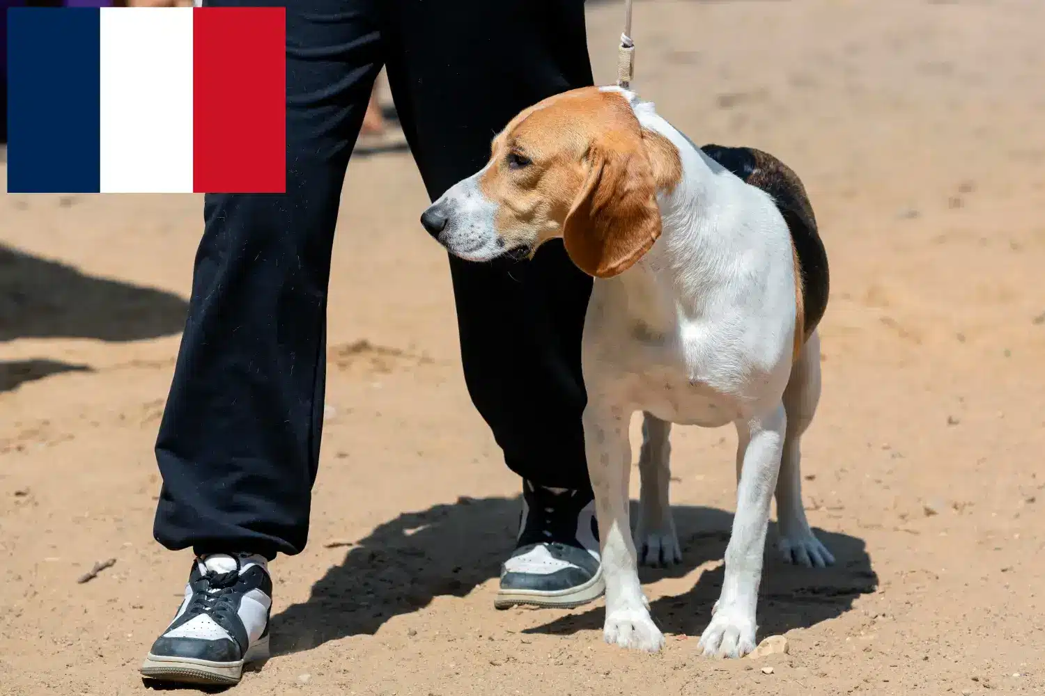 Read more about the article Hodowca psów nizinnych szwajcarskich i szczenięta we Francji