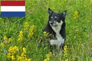 Read more about the article Hodowcy psów rasy renifer lapoński i szczenięta w Holandii