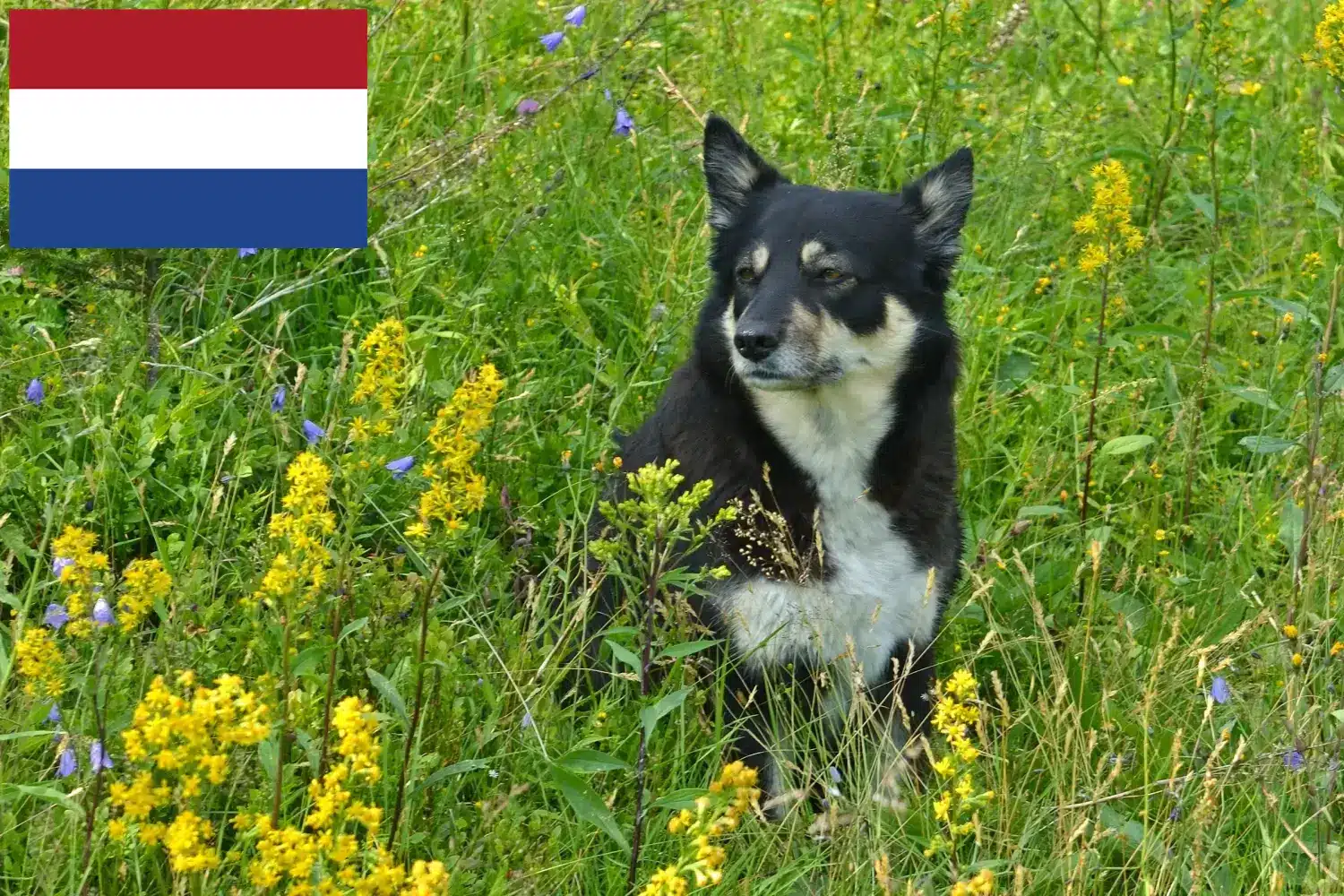 Read more about the article Hodowcy psów rasy renifer lapoński i szczenięta w Holandii