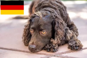 Read more about the article Hodowcy i szczenięta American Water Spaniel w Niemcy