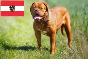 Read more about the article Hodowcy i szczenięta Dogue de Bordeaux w Austria