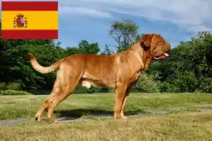 Read more about the article Hodowcy i szczenięta Dogue de Bordeaux w Hiszpania