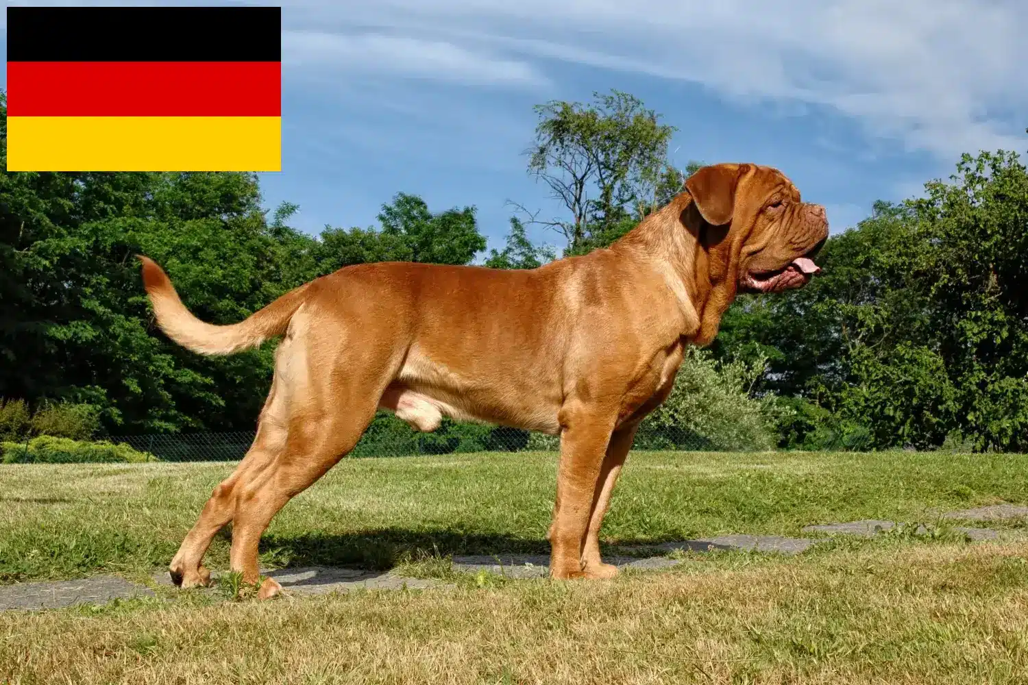 Dogue de Bordeaux szczenięta i hodowcy Niemcy Tutaj znajdziesz hodowców Dogue de Bordeaux w Niemcy.