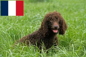 Read more about the article Hodowcy i szczenięta irlandzki spaniel wodny w Francja