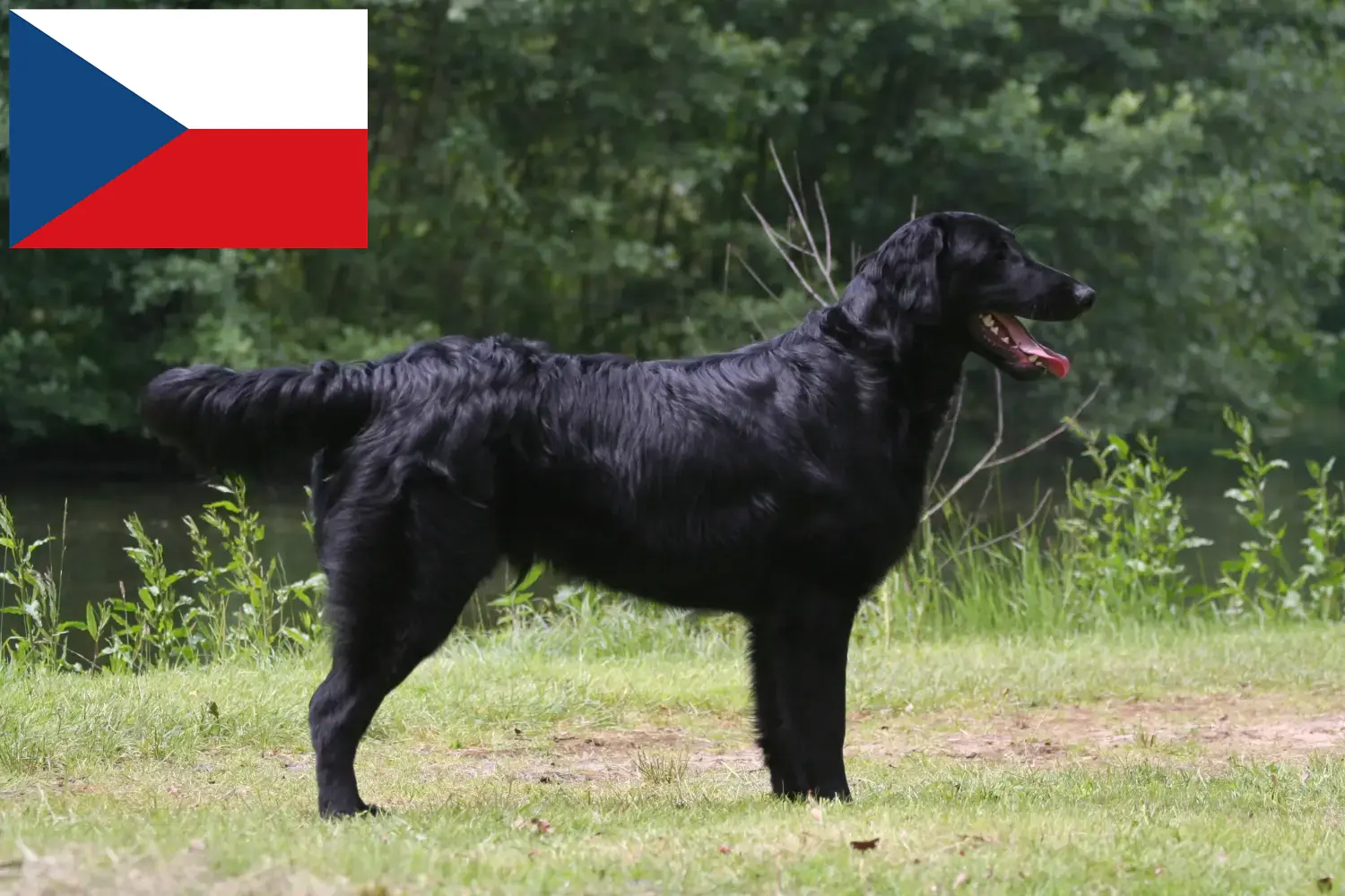 Szczeniaki i hodowcy Retriever płasko umaszczony Czechy Tutaj możesz znaleźć hodowców Flat coated retriever w Czechy.