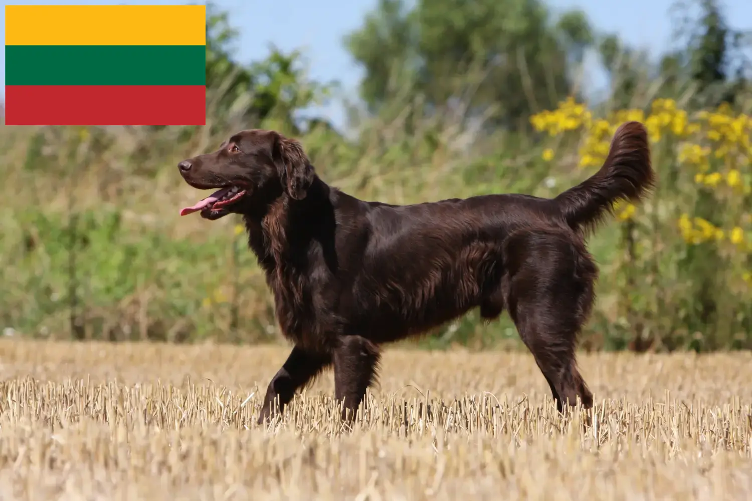 Flat Coated Retriever szczenięta i hodowcy Litwa Znajdź hodowców flat coated retrieverów w Litwa.