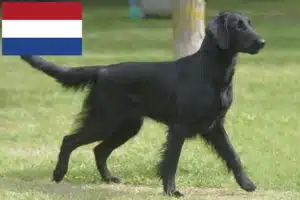 Read more about the article Hodowcy i szczenięta Flat coated retriever w Holandia