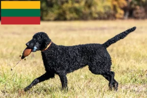 Read more about the article Hodowcy i szczenięta Curly Coated Retriever w Litwa