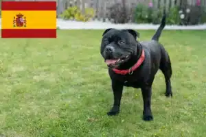 Read more about the article Hodowcy i szczenięta Staffordshire bull terrier w Hiszpania