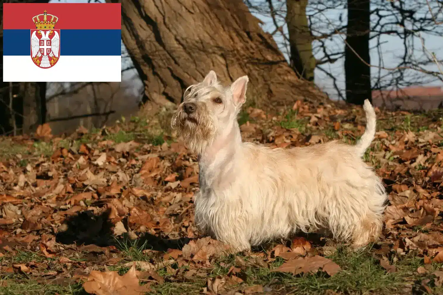 Terier szkocki szczenięta i hodowcy Serbia Znajdź hodowców terierów szkockich w Serbia tutaj.
