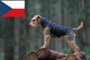 Read more about the article Hodowcy i szczenięta terier walijski w Czechy