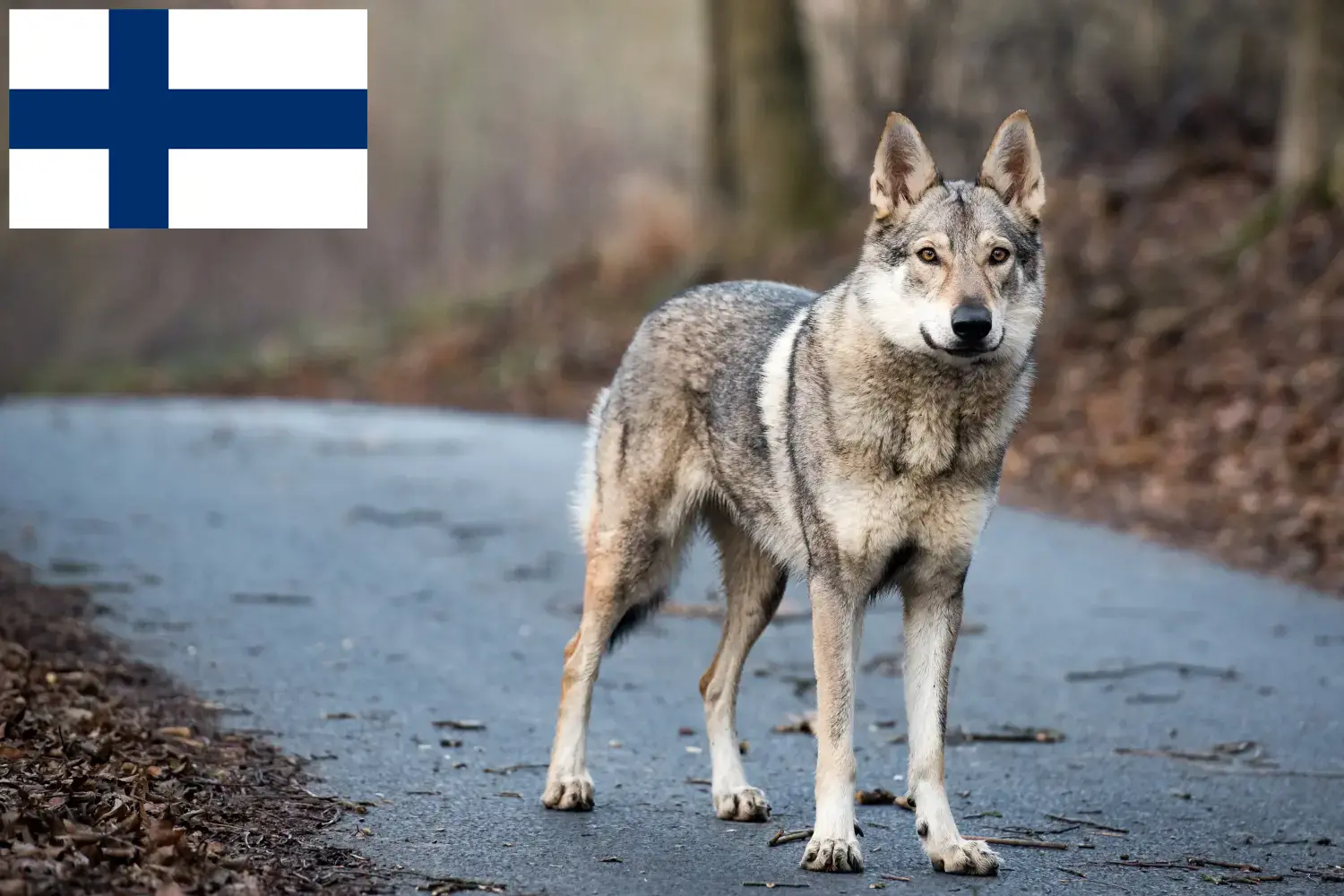 Wilczarz czechosłowacki szczenięta i hodowcy Finlandia Znajdź tutaj hodowców rasy Wilczak czechosłowacki w Finlandia.