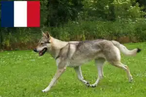 Read more about the article Hodowca wilczaków czechosłowackich i szczenięta we Francji