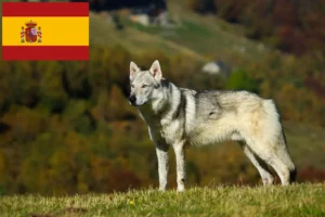 Read more about the article Hodowca wilczaków czechosłowackich i szczenięta w Hiszpanii