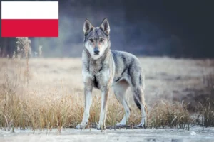 Read more about the article Hodowcy i szczenięta Wilczak czechosłowacki w Polska