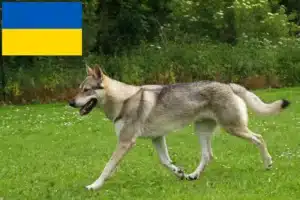Read more about the article Hodowcy wilczaków czechosłowackich i szczenięta w Ukraina