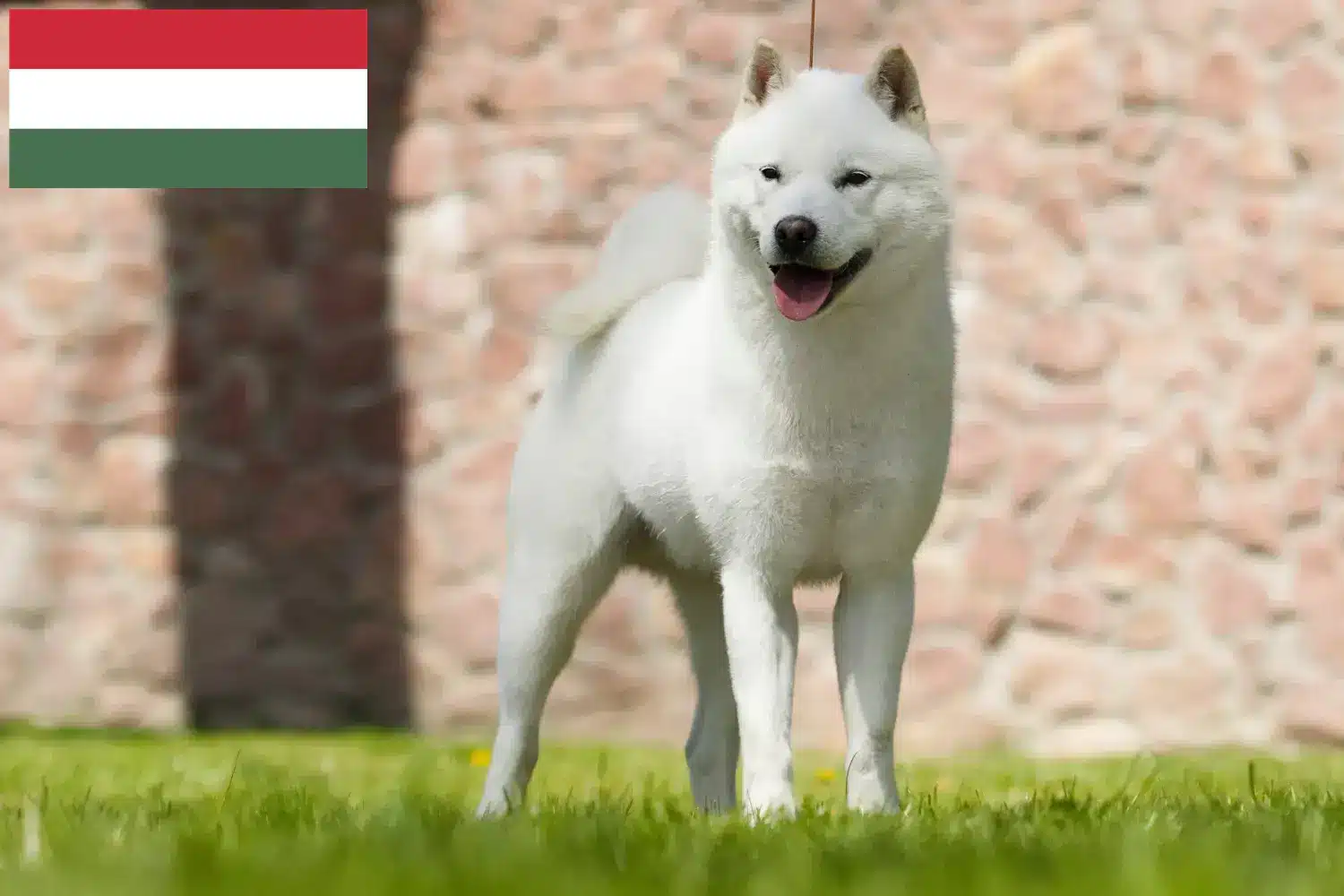 Hokkaido szczenięta i hodowcy Węgry Tutaj znajdziesz hodowców rasy Hokkaido w Węgry.