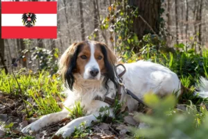 Read more about the article Holenderscy hodowcy i szczenięta Kooikerhondje w Austria